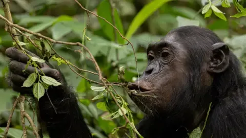 Wild Chimps Consuming an Amount Equal of an Alcoholic Beverage Daily from Fermented Produce, Research Reveals