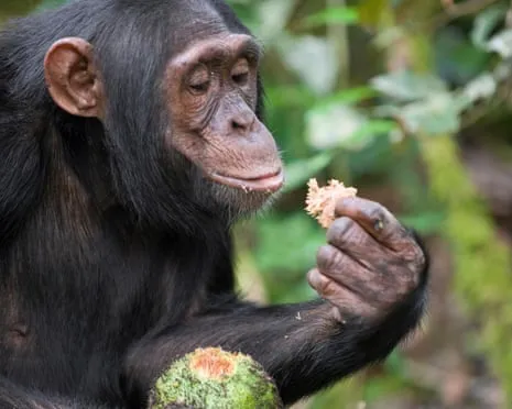 Chimpanzees Ingest Daily Ethanol Comparable to a Beer from Ripe Fruit